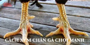 Avatar cách xem chân gà chọi 789WIN