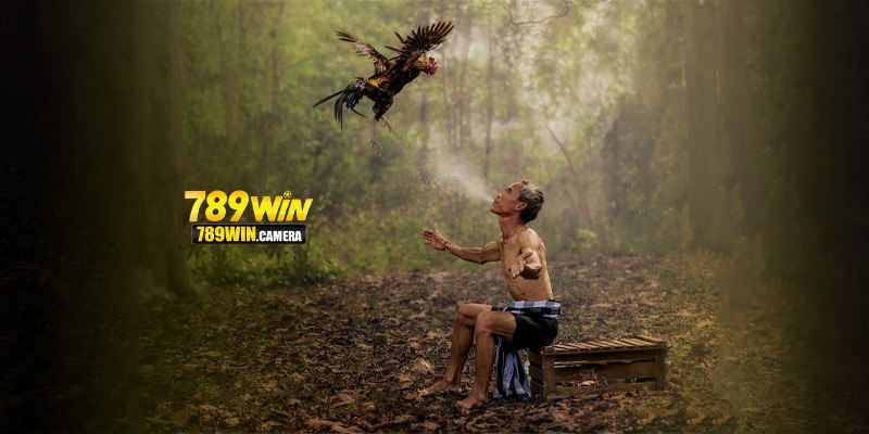 Ảnh đại diện cách nuôi gà đá 789Win