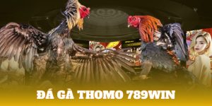 Đá gà thomo ảnh đại diện 789Win