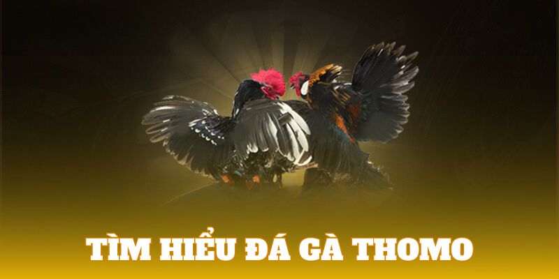 Tổng quan về giải gà đá Thomo